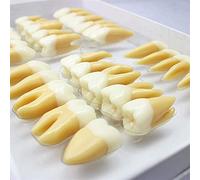 WXKAGF Human Model, Skeleton Anatomy Model Human Teeth Anatomical Model 2.5 Times Anatomy Teeth Model 32 Pcs Superior Teeth Study Model Demonstration Model Compatible with Medical Education Training