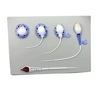 WXKAGF Human Model, Sperm Formation Process Model Sperm Model Anatomical Human Model Male Reproductive System Model Human Anatomical Model for Medical Teaching Tool
