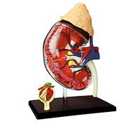 WXKAGF Human Model, Study Model Human Kidney Anatomical Model 1:1 Life Size Human Body Organ Anatomical Model Detachable Medical Teaching Model for Puzzle Assembling Toy