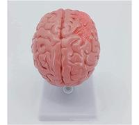 WXKAGF Human Model, Torso Human Body Model Educational Model Anatomical Model of Human Brain Medical Human Disease