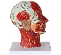 WXKAGF Science Education Anatomy Model Scientific Research Anatomical Model of The Brain Model Head The Median Sagittal Section of The Head Attached to The Vascular Nerve Model/Human Organ Model