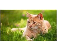 WXZRU 5D Diamond Painting Kit, Diamond Painting Kit for Adults Rhinestone Ginger Cat Bar Wall DecorationJ389