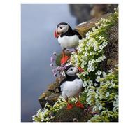 WXZRU 5D Diamond Painting Kit for Adults Kids Puffin Birds DIY Arts Craft for Home Wall Decor Birthday GiftsJ445
