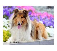 WXZRU 5D Diamond Painting Kits Round Drill Collie Dog DIY Diamond Art Kits for Adults Full Drill Rhinestone Embroidery Pictures 30x40cm Kj205