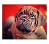 WXZRU DIY 5D Diamond Painting Kits Full Drill, French Dogue De Bordeaux Round Rhinestone Embroidery Painting,Paint by Numbers Diamond Art Craft Canvas Pictures Home Wall Decor 30x40cm Kj197