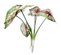 WY8 6 Heads Colourful Taro Leaves Bouquet 35cm - Artificial Palm Green Plant with Root Leaves, Plastic Fake Plant for Home, Garden, Wedding Decorations, Table Arrangements (Red Green)