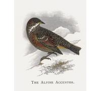 WYKUJMYTO Classic Canvas Picture Printing Canvas Art Wall Art Picture the Alpine Accentor by Alexander Lydon Artwork on Wall for Home Decor 60x90cm