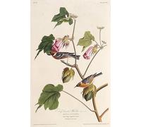 WYKUJMYTO Classic Canvas Picture Printing Canvas Art Wall Art Picture the Bay breasted Warbler From the Birds of America by John Jamess Audubon Artwork on Wall for Office Decor 60x90cm