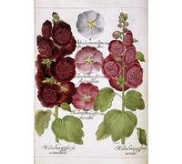 WYKUJMYTO Famous Oil Paintings Nordic Canvas Artwork Painting Graffiti Picture Three Plants by Basilius Besler Artwork Canvas Prints for Home Decor 60x90cm