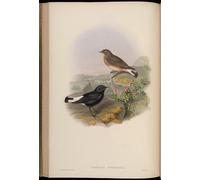 WYKUJMYTO Famous Painting on Canvas Artwork Picture Animal Bird Dromolaea Opistholeuca Oenanthe Picata Opistholeuca by John Gould Mural Art Prints for Home Decor 60x90cm
