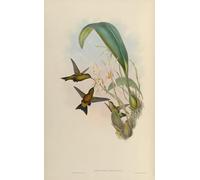 WYKUJMYTO Famous Painting on Canvas Artwork Picture Animal Bird Eriocnemis Derbyi by John Gould Mural Art Prints for Home Decor 60x90cm