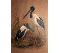 WYKUJMYTO Famous Painting on Canvas Artwork Picture Black-necked Stork by Wolf Mural Art Prints for Office Decor 60x90cm