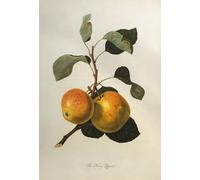 WYKUJMYTO Famous Painting on Canvas Artwork Picture the Kerry Pippin From by William Hooker Mural Art Prints for Home Decor 60x90cm