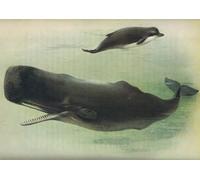 WYKUJMYTO Retro Picture Artwork Painting Art Wall Posters Bottle Nosed Whale and Sperm Whale by Archibald Thorburn Canvas Art Paintings for Office Decor 60x90cm