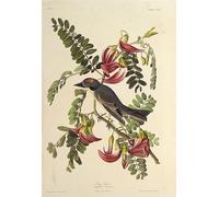 WYKUJMYTO Retro Picture Artwork Painting Art Wall Posters Gray Tyrant From the Birds of America by John Jamess Audubon Canvas Art Paintings for Home Decor 60x90cm