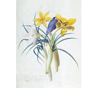 WYKUJMYTO Retro Picture Artwork Painting Art Wall Posters Study of Four Species of Crocus by Georg Dionysius Ehret Canvas Art Paintings for Office Decor 60x90cm