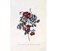 WYKUJMYTO Retro Picture Artwork Painting Art Wall Posters the Royal Virgin Rose Without Thorns by Georg Dionysius Ehret Canvas Art Paintings for Home Decor 60x90cm