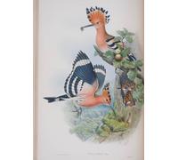 WYKUJMYTO Vintage Poster Abstract Wall Prints Pictures Wall Painting Animal Bird Upupa Epops Plate From the Birds of Great Britain by John Gould Art Prints Painting for Home Decor 60x90cm