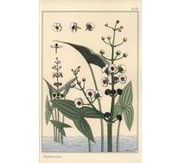 WYKUJMYTO Vintage Poster Abstract Wall Prints Pictures Wall Painting Botanical Illustration of the Arrowhead by Eugene Grasset Art Prints Painting for Home Decor 60x90cm