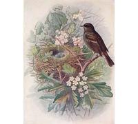 WYKUJMYTO Vintage Poster Abstract Wall Prints Pictures Wall Painting Hedge bird Accentor by George Rankin Art Prints Painting for Office Decor 60x90cm