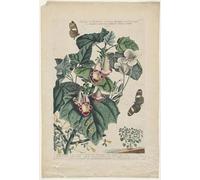 WYKUJMYTO Vintage Poster Abstract Wall Prints Pictures Wall Painting Plantae Et Papiliones Rariores Martynia by Georg Dionysius Ehret Art Prints Painting for Office Decor 60x90cm