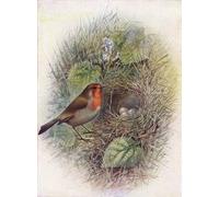 WYKUJMYTO Vintage Poster Abstract Wall Prints Pictures Wall Painting Redbreast or Robin Erithacus Rubecula by George Rankin Art Prints Painting for Office Decor 60x90cm