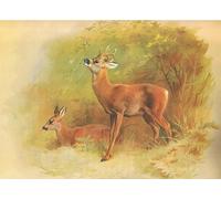 WYKUJMYTO Vintage Poster Abstract Wall Prints Pictures Wall Painting Roe Deer From Thorburns Mammals by Archibald Thorburn Art Prints Painting for Office Decor 60x90cm
