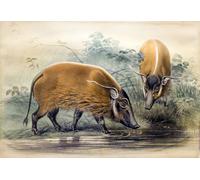 WYKUJMYTO Vintage Poster Abstract Wall Prints Pictures Wall Painting the Red-river Hog by Wolf Art Prints Painting for Home Decor 60x90cm