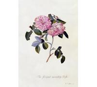 WYKUJMYTO Vintage Poster Abstract Wall Prints Pictures Wall Painting the Striped Monthly Rose by Georg Dionysius Ehret Art Prints Painting for Office Decor 60x90cm