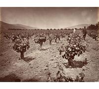 WYKUJMYTO Vintage Poster Abstract Wall Prints Pictures Wall Painting Vineyard of Camulos Ranch by Carleton Emmons Watkins Art Prints Painting for Home Decor 60x90cm