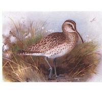 WYKUJMYTO Vintage Poster Abstract Wall Prints Pictures Wall Painting Whimbrel From Birds of the British Isles by Archibald Thorburn Art Prints Painting for Home Decor 60x90cm