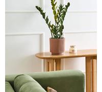 Wyld and Coco 76cm Artificial Potted Zamiifolia Green and Black Indoor Decorative Wyld and Coco Green