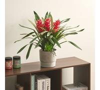 Wyld and Coco Faux Guzmania Red Bloom Indoor Plant in Green Wyld and Coco Green