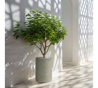 Wyld and Coco Grey Round Plant Pot Concrete Effect MgO Indoor and Sheltered Outdoor Wyld and Coco Grey
