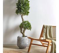 Wyld and Coco Laurel Artificial Potted Plant 160 cm Green in Black Pot Wyld and Coco Green