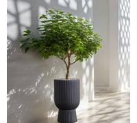 Wyld and Coco MgO Plant Pot Graphite Grey Round Pinstriped Indoor/Outdoor Wyld and Coco Grey