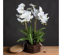 Wyld Haus Artificial Plant Large White Orchid Flowers And Fern In Rootball