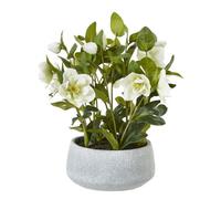 Wyld Haus Artificial White Hellebore Plant In Grey Ceramic Pot, 41 Cm