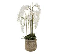Wyld Haus Large White Artificial Orchid In Antique Stone Pot 153Cm