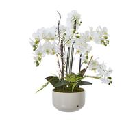 Wyld Haus Large White Artificial Orchid In Gloss Ceramic Pot 76 Cm