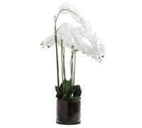 Wyld Haus Large White Tall Orchid In Glass Pot
