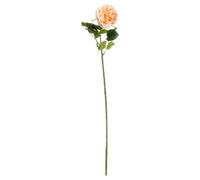 Wyld Haus Set Of 3 Artificial Butter Portland Rose Stems 720 mm