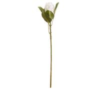 Wyld Haus Set Of 3 Closed White Protea Artificial Flower Stems 670mm