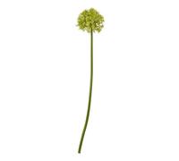 Wyld Haus Set Of 3 Green Medium Allium Stems 80 Cm Silk Blooms On Plastic Stems