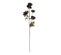 Wyld Haus Set Of 3 Tall Artificial Black Poppy Stems