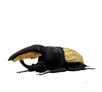 Wyvix Realistic Rhinoceros Beetle Plush - 9.8" Long-Horned Stuffed Animal