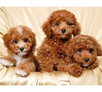 WYWQN 5D Diamond Painting Kit for Adults Kids Poodle Dog Brown Puppies Full Drill Diamond Painting Kit Home Wall Decoration Birthday Gifts 40x50CM