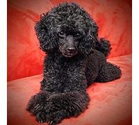 WYWQN 5D DIY Diamond Painting Cross Stitch Black Poodle Dog Crystal Drill Full Diamond Embroidery Kits Living Room Decoration 30x40CM