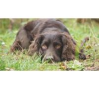 WYWQN 5D DIY Diamond Painting Cross Stitch Cocker Spaniel Dog Crystal Drill Full Diamond Embroidery Kits Living Room Decoration 30x40CM