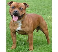 WYWQN 5D DIY Diamond Painting Cross Stitch Staffordshire Bull Terrier Crystal Drill Full Diamond Embroidery Kits Living Room Decoration 30x40CM